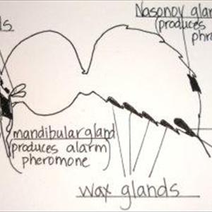 Does Axe Have Pheromones - The Science Behind Pheromones