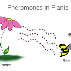 Ultrallure Pheromones - Introduction To Human Pheromones